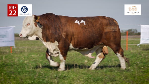 Lote LOTE 22 - TOROS BRAFORD NO. 44