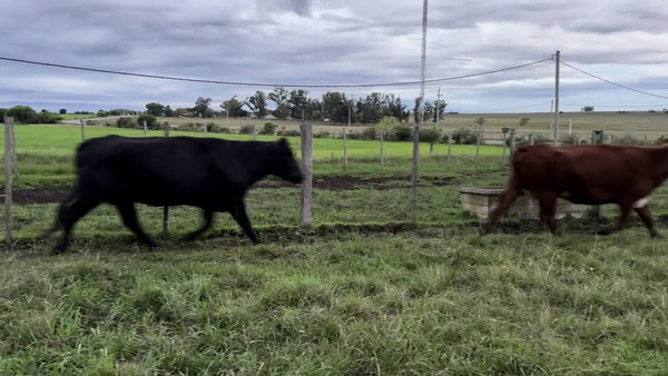 Lote VACAS PREÑADAS