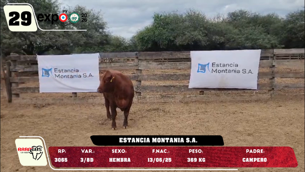 Lote LOTE 29