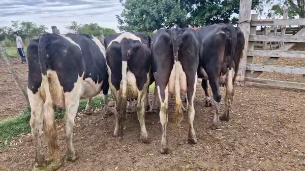 Lote 4 Vaca 480kg - , San José