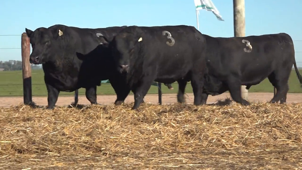 Lote "TRES MOLINOS" TOROS P.C