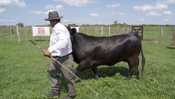 Lote VAQUILLA BRANGUS