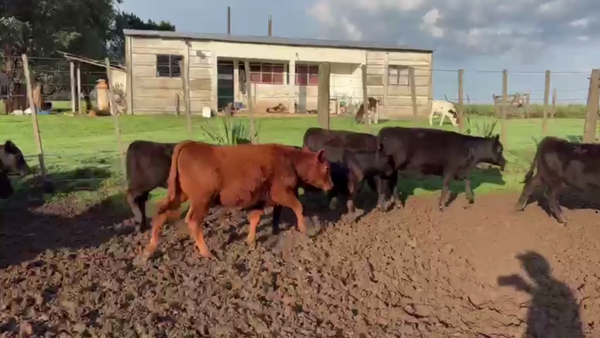 Lote 60 TERNS. MACHOS Y HEMBRAS, TANDIL, BS. AS.