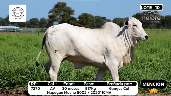 Lote Nacional Nelore Campo - Lote 10