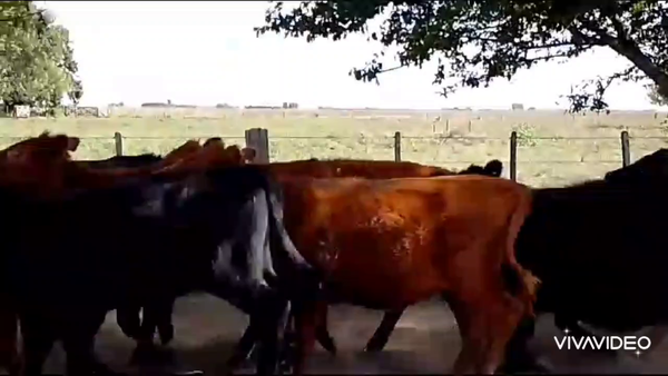 Lote 65 Terneros en Monte, Buenos Aires