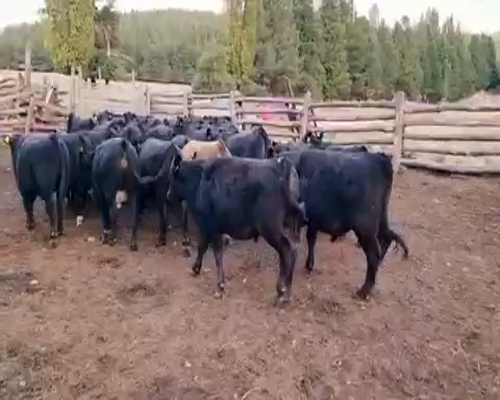 Lote 40 Novillo Engorda en Coyhaique, XI Región Aysén