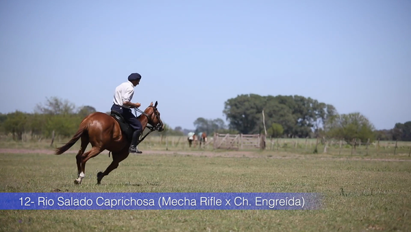 Lote RIO SALADO CAPRICHOSA (MECHA RIFLE - CHAPALEUFU ENGREIDA)