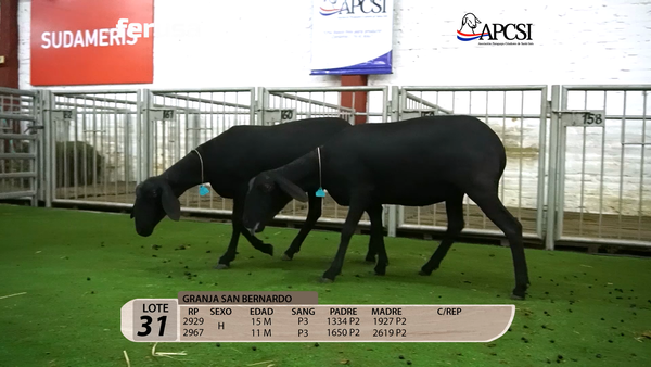 Lote Nacional Santa Inés Campo - Lote 31