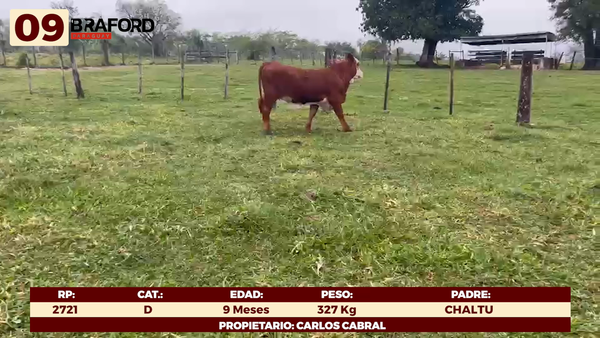 Lote LOTE 9 - TERNERAS DE CORRAL