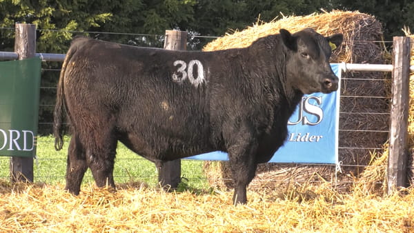 Lote TOROS ANGUS PURO CONTROLADO