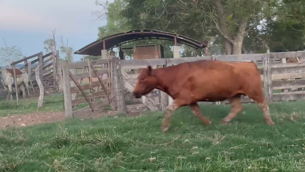 Lote 28 Vacas de invernar en Corrientes, Paso de Los Libres