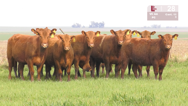 Lote VACAS ANGUS COLORADAS PURAS CONTROLADS C/GTÍA DE PREÑEZ