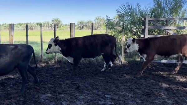 Lote TERNEROS Y TERNERAS