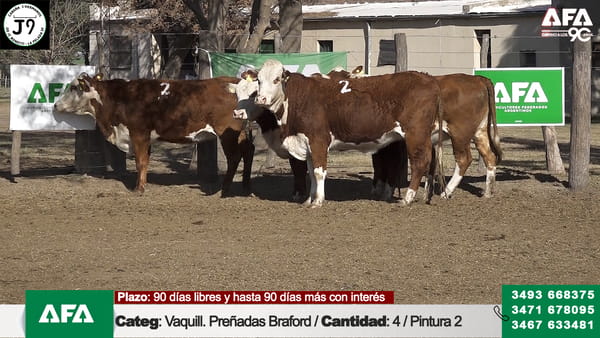Lote "Cabaña ""3 HERMANOS"" Vaquillona Preñada"