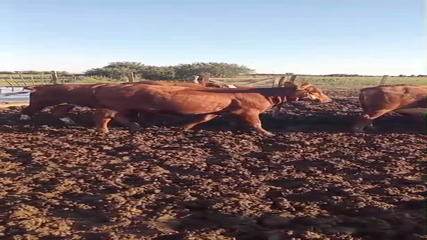 Lote 10 Terneras