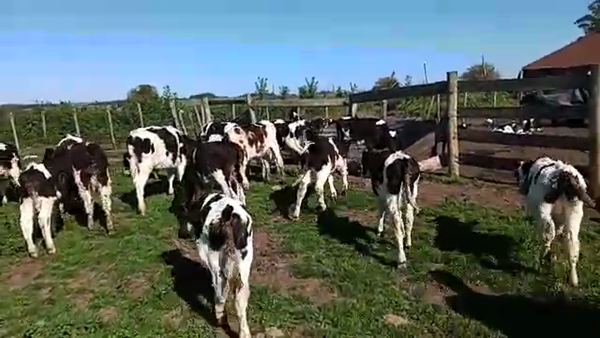 Lote 24 Terneros HOLANDO 80kg - , San José