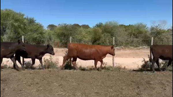 Lote 53 Terneros y Terneras en Porvenir, Paysandú