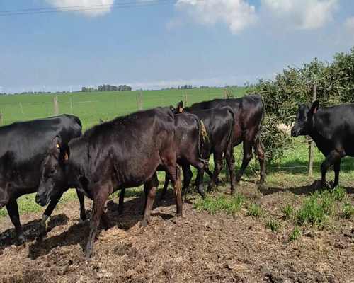 Lote 15 Terneras AA X HO 245kg - , Colonia