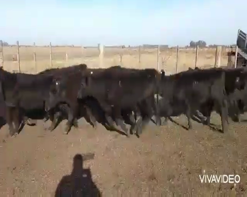 Lote 65 Terneros/as en Chascomús, Buenos Aires