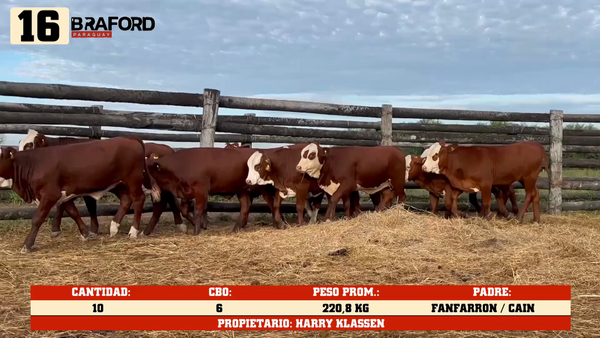 Lote LOTE 16