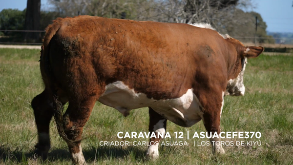 Lote ASUACEFE370