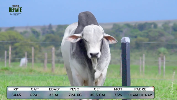 Lote Toros, Concepción