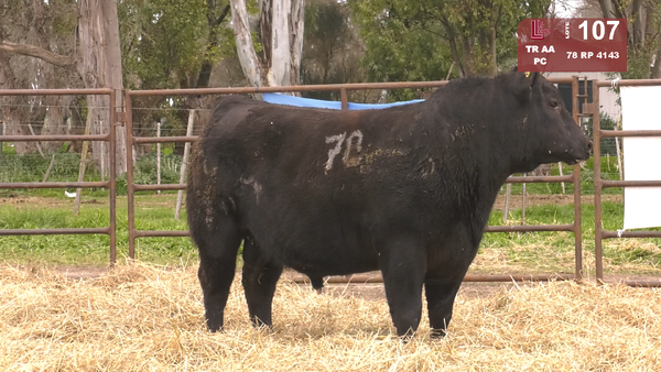 Lote TOROS ANGUS NEGROS  PC