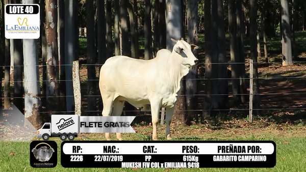 Lote LOTE 40 RP E 2226