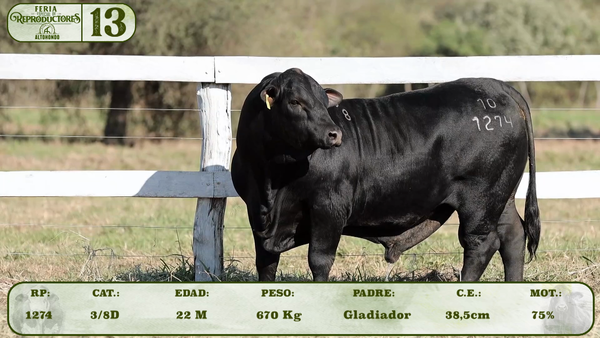 Lote LOTE 13