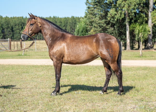 Lote PINTORESCA DEL PORRÚA