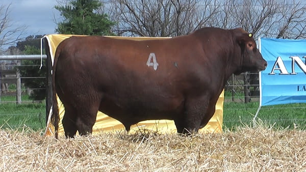 Lote TOROS ANGUS PUROS CONTROLADOS
