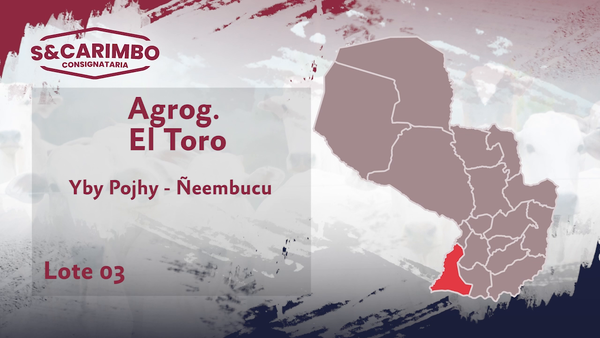 Lote 76 Terneros CBO 3