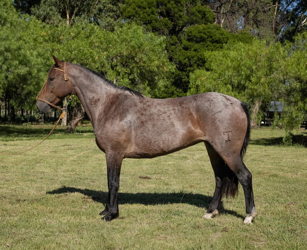 Lote JUNGLA ESCONDIDA