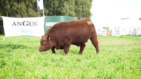 Lote Toros PP Colorado