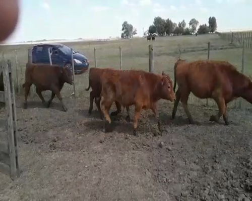 Lote 13 Terneros en arboledas, Buenos Aires