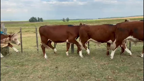 Lote NOVILLOS + DE 3 AÑOS