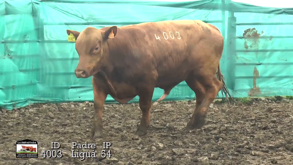 Lote 3 Toros, Durazno