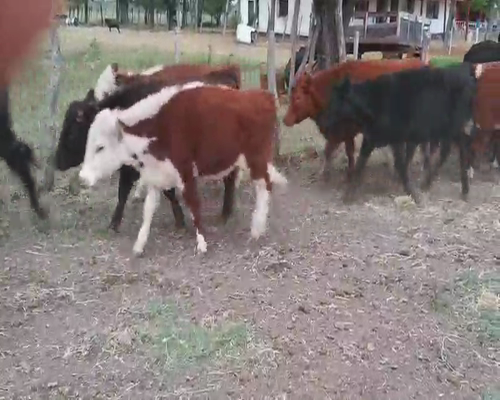 Lote 26 Terneros/as en Villaguay, Entre Ríos