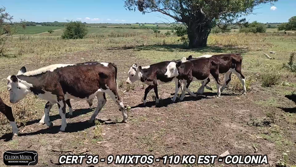 Lote 9 Terneros y Terneras en Colonia