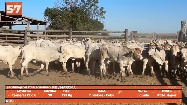 Lote LOTE 57