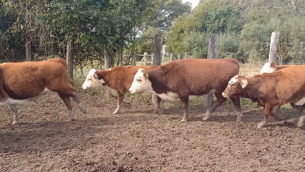 Lote 140 Terneros/as en Corrientes, Sauce