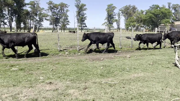  NOVILLOS 1 A 2 AÑOS