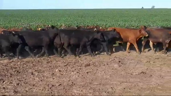 Lote 22 Terneros BRAF/ AA/ LIM 200kg -  en VIBORAS Y VACAS