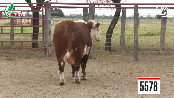 Lote Hereford