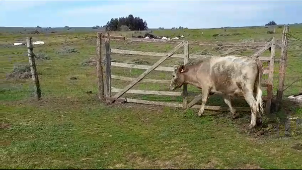 Lote (Vendido)Novillos 1 a 2 años CHAROLAIS 320kg -  en CERROS NEGROS