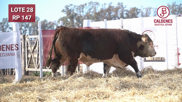 Lote Toro PR