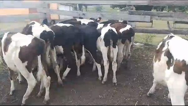 Lote 10 Terneros Holando en Mundo Azul