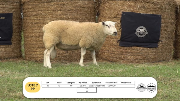 Lote Lote 7 - PP