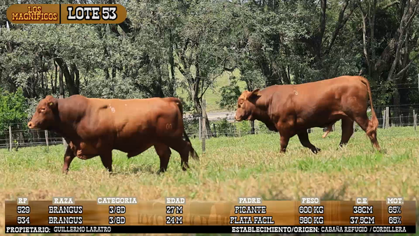 Lote LOTE 53 - VIVO