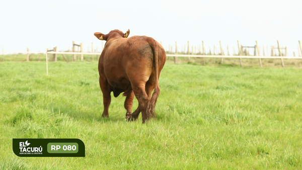 Lote (Vendido)Toros PI / PO / PC, Montevideo